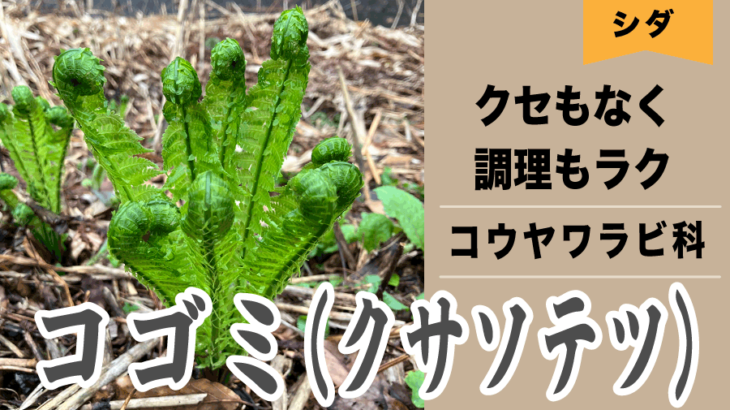 こごみが出始めた！ 山菜らしい山菜のスタート - 自然の恵み いただきます！ 家庭菜園・山菜採り・釣り