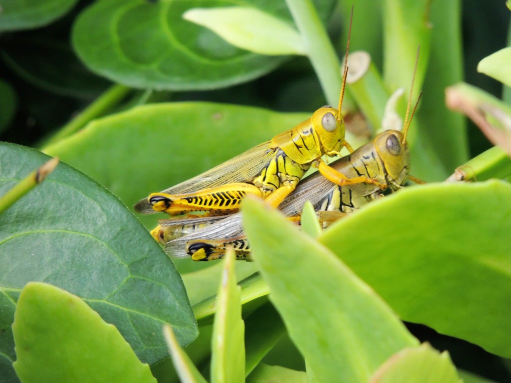 🦗たぶんショウリョウバッタ▷トマトの 「🥬野菜畑~🥒🍆🍅🍇🥝🥔🥕🥦🌽🍄🧅」のアルバム-みんなの趣味の園芸1713615