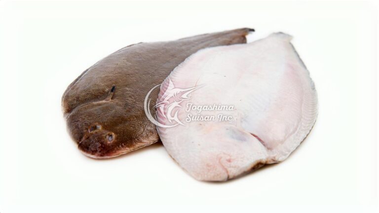 シイラ – 魚の旬と栄養