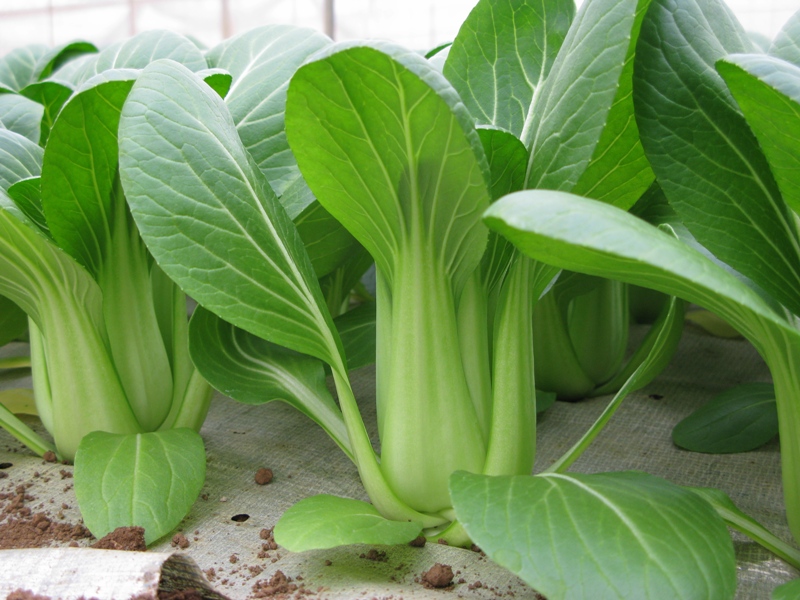 作り置きおかず お弁当に大活躍！青梗菜をアレンジして4品☆使い切りレシピをご紹介♡〜第78弾〜MORE