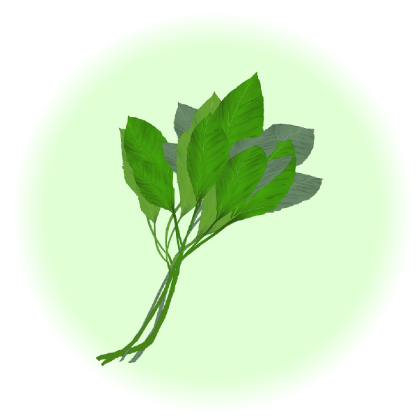 モロヘイヤ - あさねぼう商店