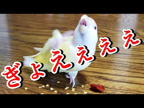 公式キレイデラボ 国産一味唐辛子 15g×2袋 国産 熊本県産 とうがらし 送料無料