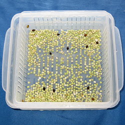 中華蕎麦 采ノ芽 チュウカソバ サイノメ新潟市の美味しいラーメンならここ！おすすめラーメン屋特集 まいぷれ 新潟市