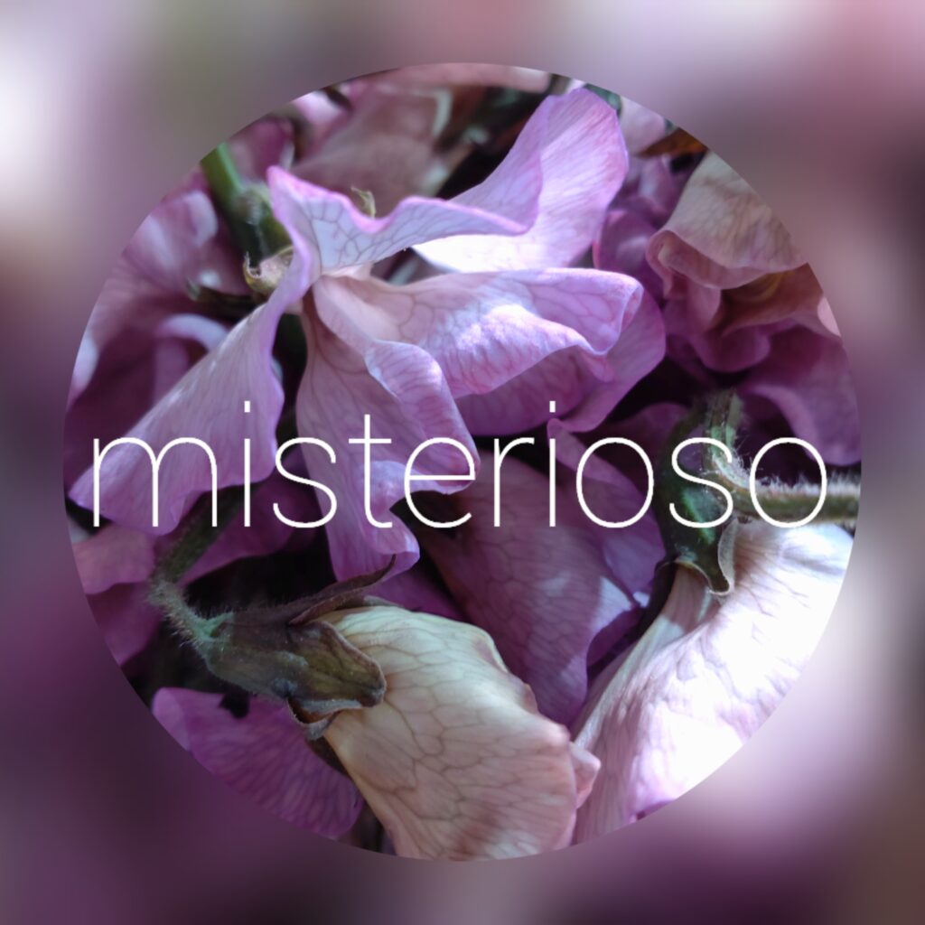 花図鑑 スイートピー「紫絞り」の特徴と水揚げ方法Bloom Note ブルームノート