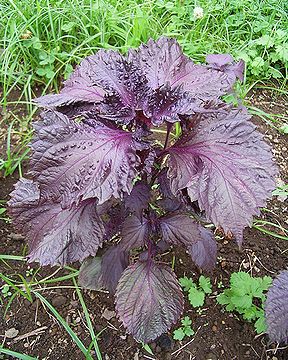 あかじそ 干し野菜づくり干し赤紫蘇の作り方備蓄生活