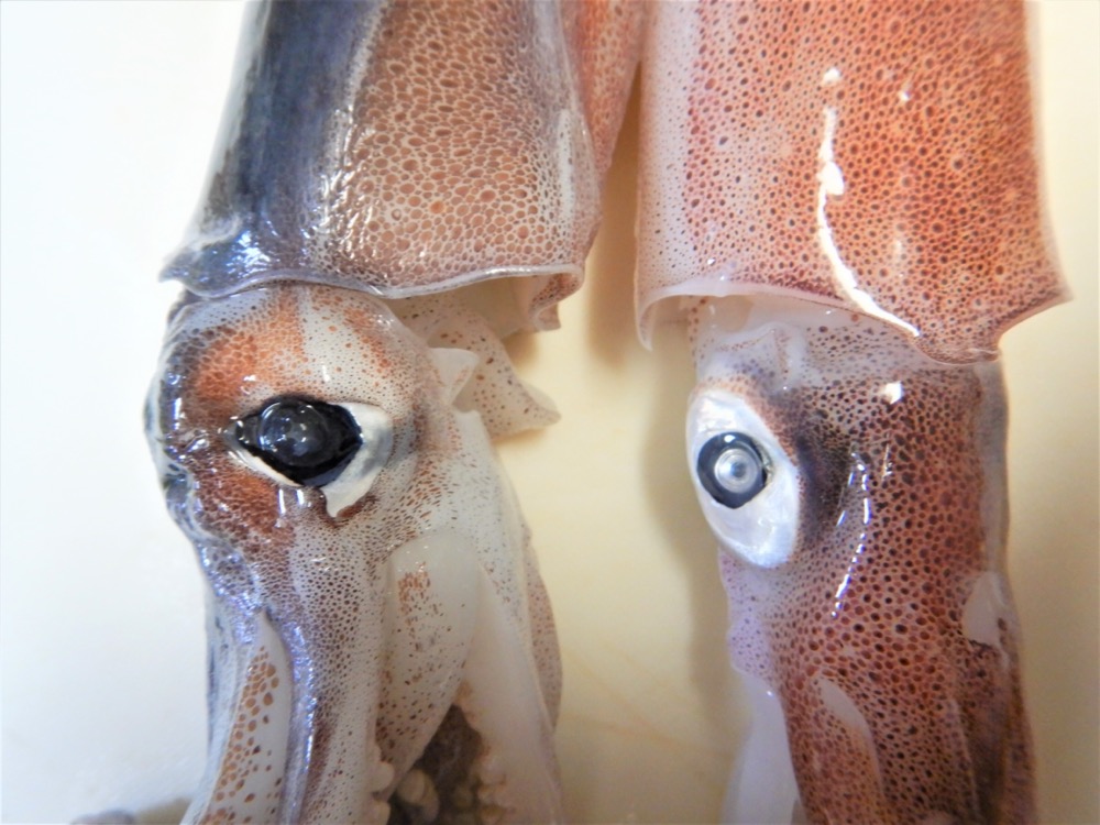 コリコリ食感！ イカ軟骨の唐揚げ