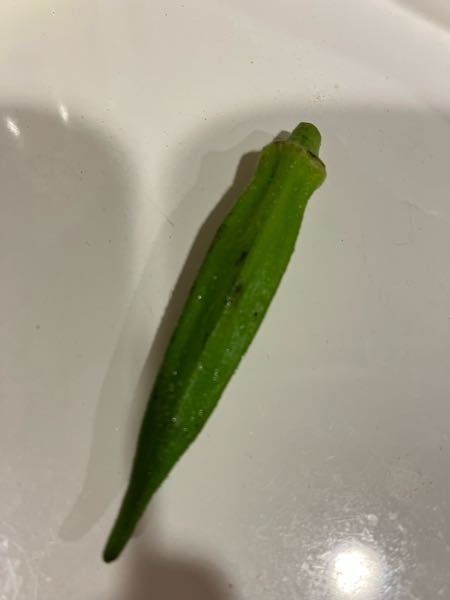 症状からわかるオクラの病気農業・ガーデニング・園芸・家庭菜園マガジン AGRI PICK