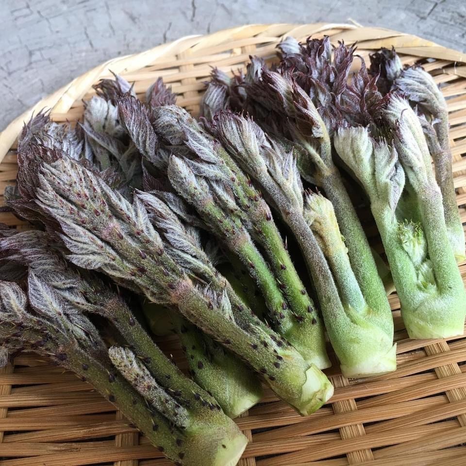 山菜の天ぷらかてごと帖