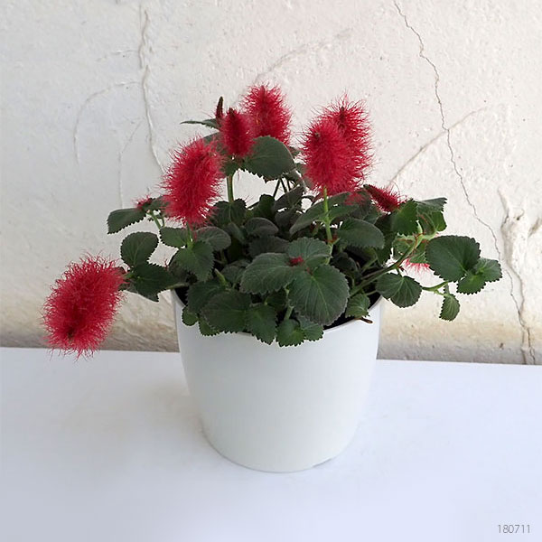 アカリーファの育て方ヤサシイエンゲイ