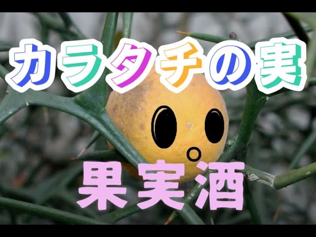 枳実 カラタチの実の写真素材228384683- イメージマート