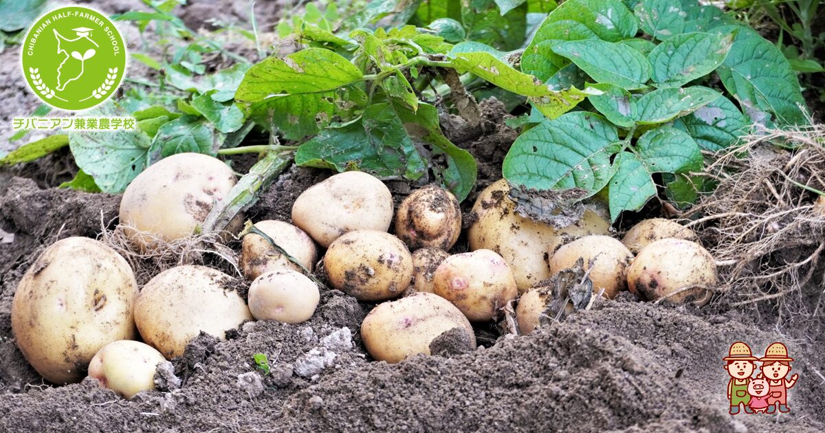 小さい畑でもどっさり野菜がとれる→@baw_saien , じゃがいも栽培おすすめ野菜5選, ①とうもろこし, ②オクラ, ③ネギ, ④ニラ,⑤枝豆, みんなは何植える？？,自己紹介, ばうです🧑‍🌾,小さな家庭菜園で役立つ情報 を発信しています。,野菜が食べ切れないほど採れる畑にしましょ！, 「ばう」をきっかけに家庭菜園はじめました〜,