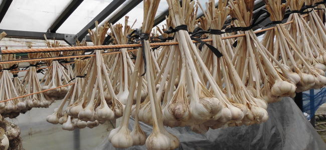 にんにくの保存方法で悩んだらコレ！冷凍のやり方を農家が徹底解説 – ちあきファーム