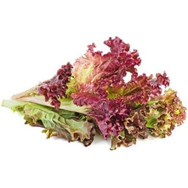 レタス製品紹介Jリーフ株式会社