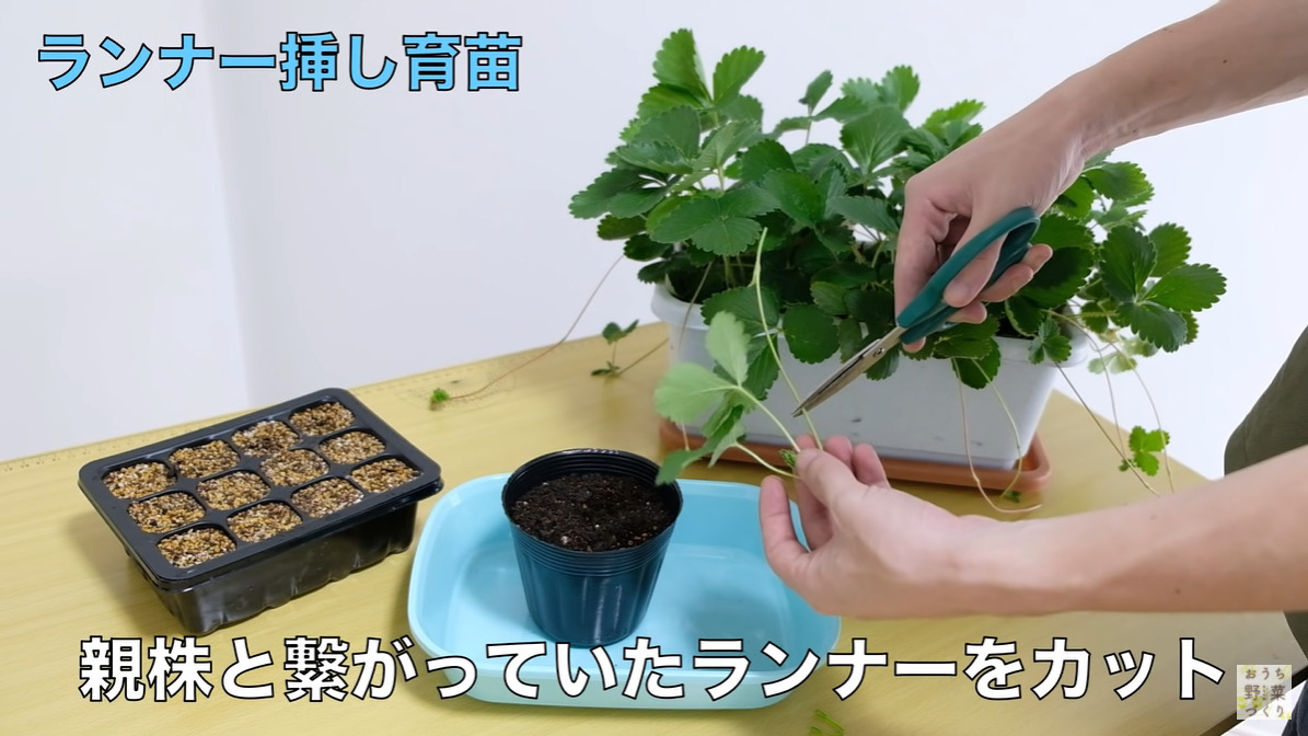 いちごのランナーについてお聞きしたいです。いま、家庭菜園で 園芸相談Q＆Aみんなの趣味の園芸