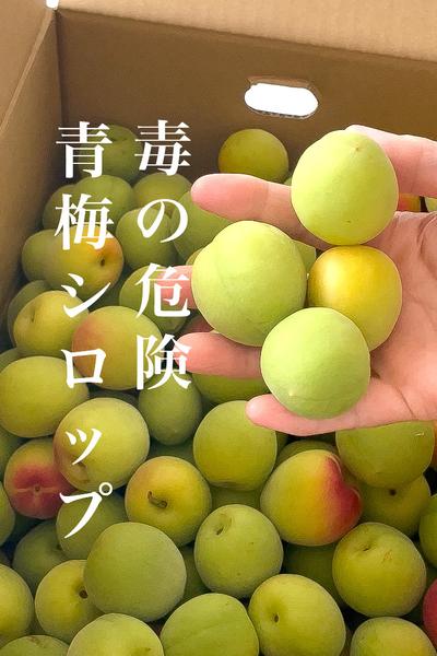 青梅の毒と安全な毒抜き方法：知っておくべき知識