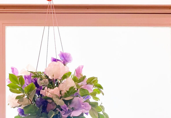 スイートピー：ピンク No.3 3号ポット 2株セット の通販園芸ネット