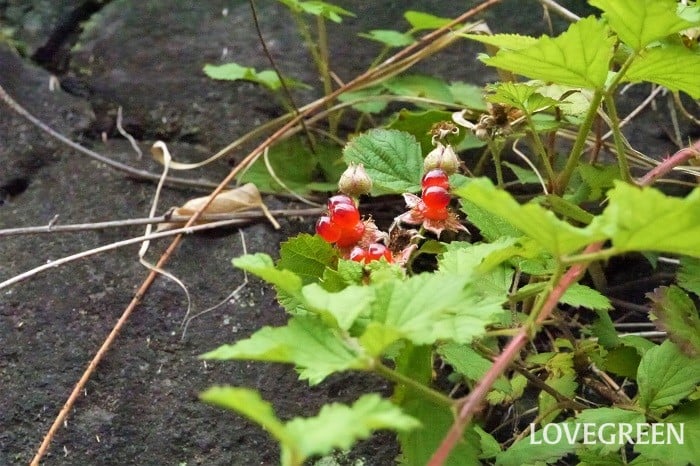 バラ科 バラ亜科- 京都伝統文化の森プロジェクト