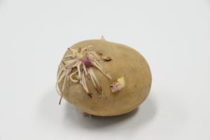 芽が出たじゃが芋「食べられる」or「食べられない」？栄養士が詳しく解説 栄養士食堂- エキスパート - Yahoo!ニュース