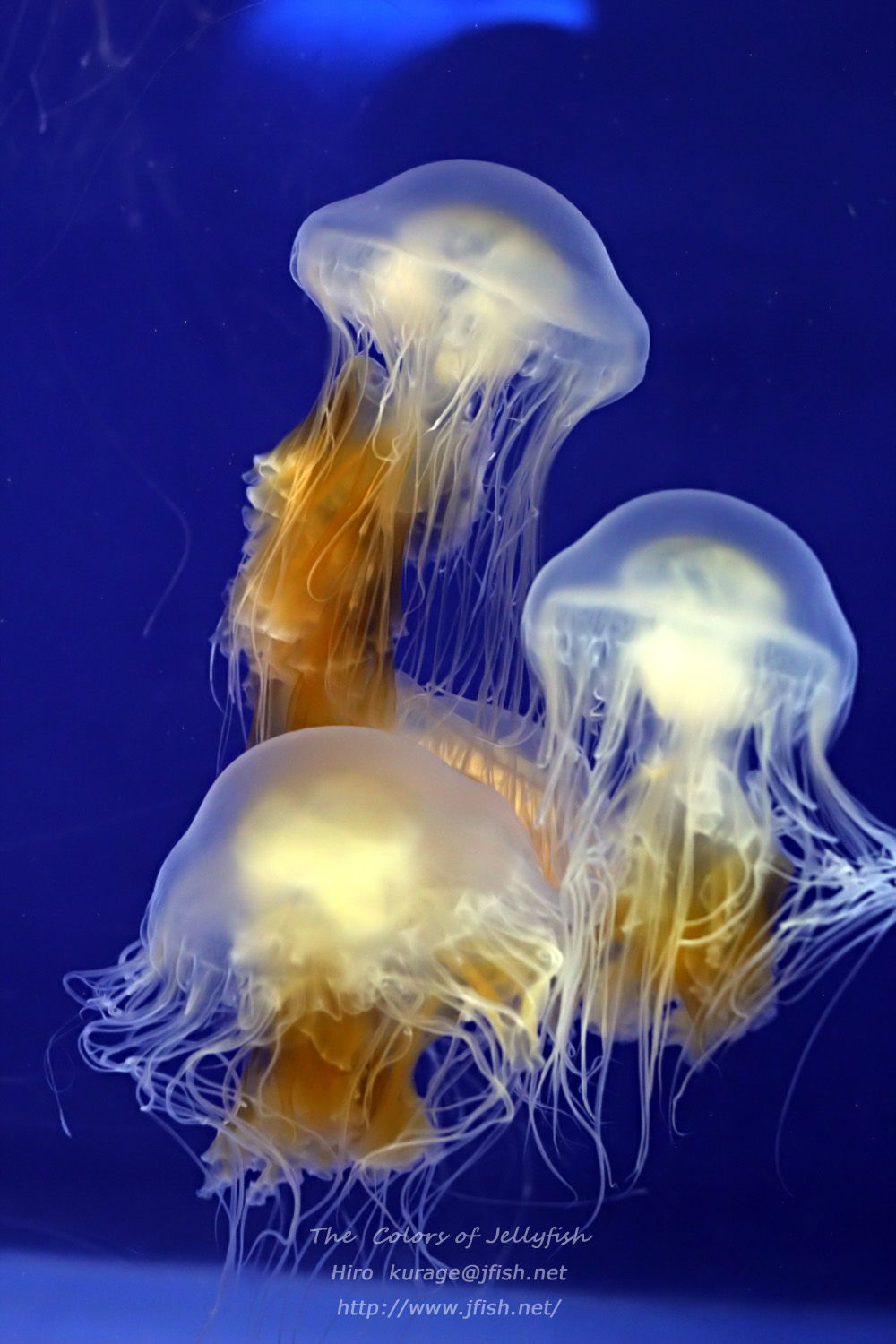 まるで目玉焼きのようなクラゲとは？エピネシス