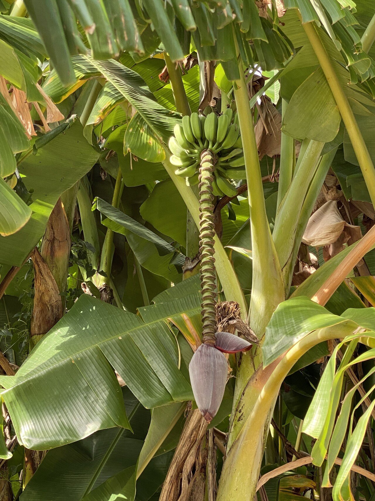 バショウはバナナとは何が違う？ バショウの特徴や育て方のポイントも解説GardenStoryガーデンストーリー