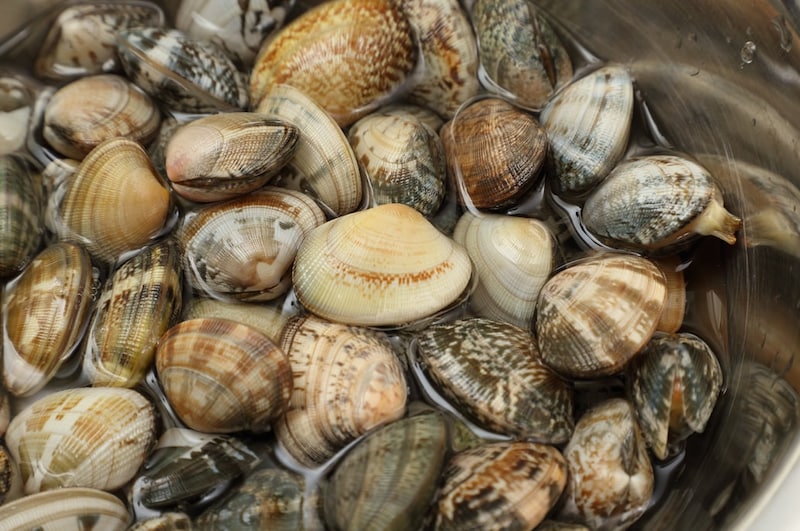 あさりの砂ぬきはこれでカンペキ！保存方法やおいしいレシピも大公開暮らしニスタ
