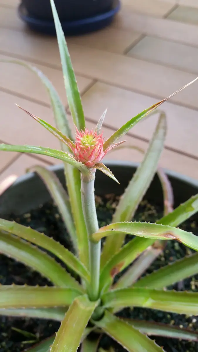 主nowThe🌈きく♥みみ＆たび 観賞用パイナップル ＜姫パイン＞