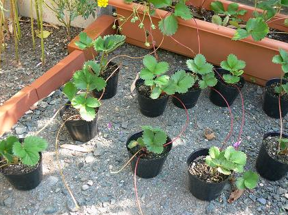 いちごの植え方、プランター、ランナー等、いちごの栽培を徹底解説！ - みんなのブログ体験農園なら貸し農園 市民農園 のシェア畑