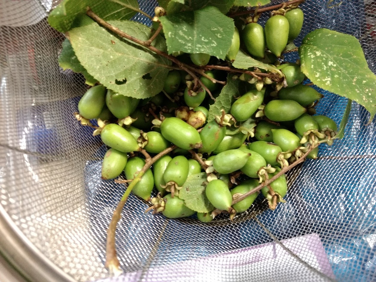 アケビ あけび 木通 木の実 フレッシュ 食品 食べ物 フード 秋 季節の写真素材49961393- PIXTA