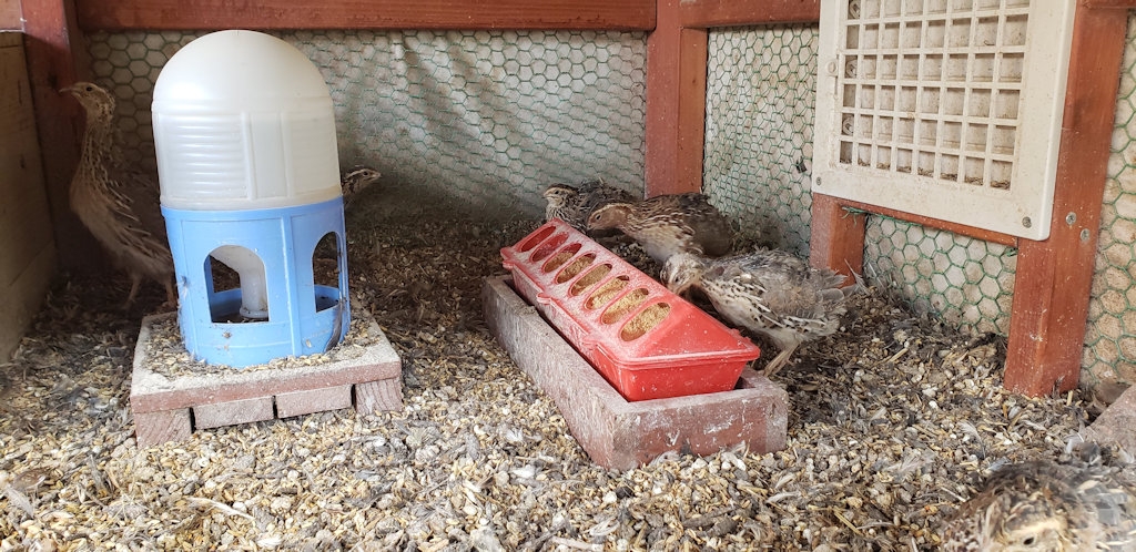 手作り大型うずら小屋71