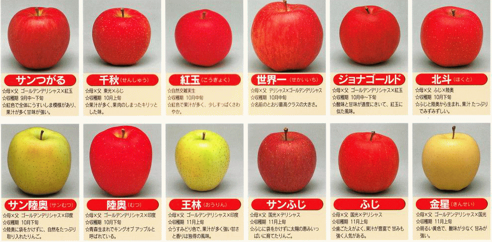 楽天市場 青 りんご 品種の通販