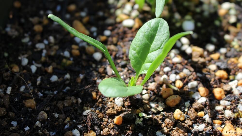 ほうれん草とニンニクの芽とベーコンのオイスター炒め レシピ・作り方 by とりあえず乾杯 - 楽天レシピ