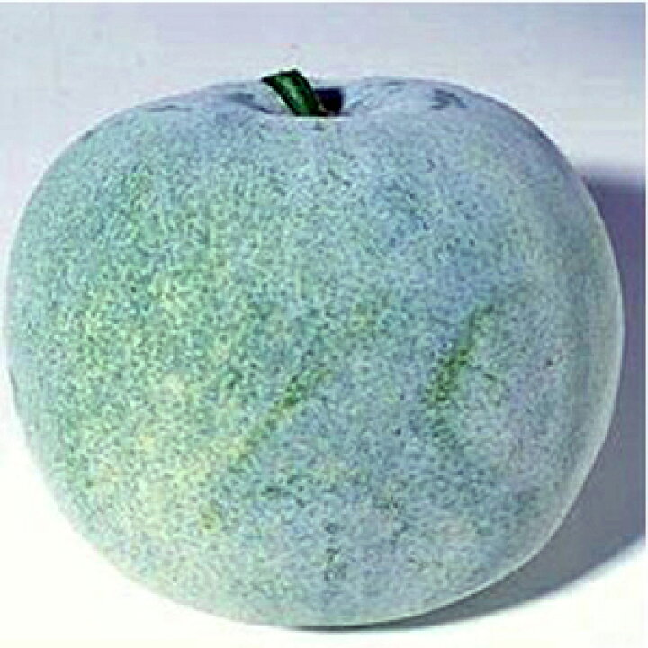 冬瓜の旬はいつ？選び方や下処理・レシピもご紹介デリッシュキッチン