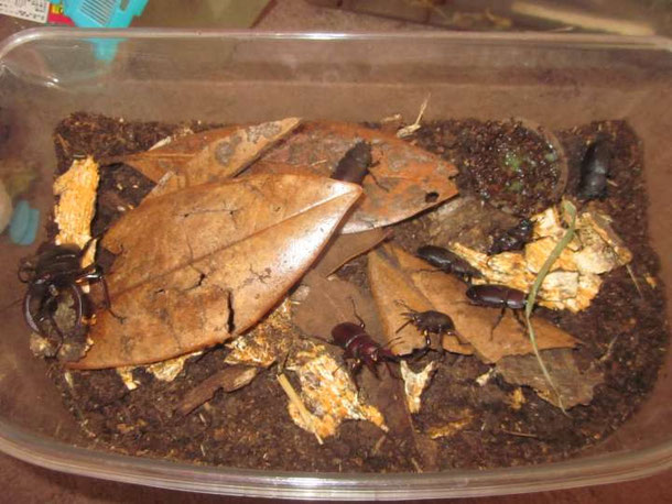 ノコギリクワガタの特徴や木から落ちる理由など虫の写真と生態なら昆虫写真図鑑「ムシミル」