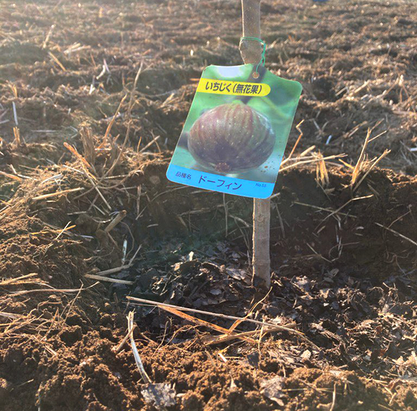 仕立て方・剪定・土替え – いちじく畑