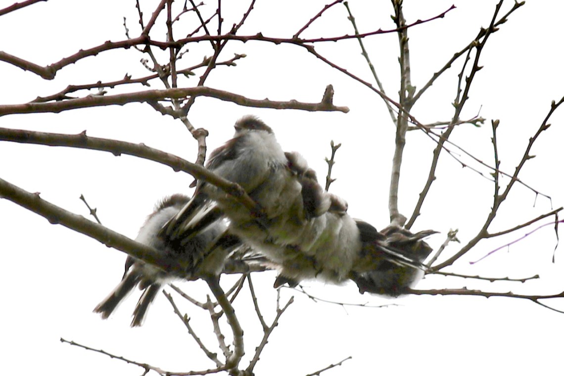 定形外送料無料 エナガの幼鳥 エナガ団子 野鳥 エナガ えなが☆消しゴムはんこ はんこ・スタンプ かのん 通販 9358285Creema クリーマ