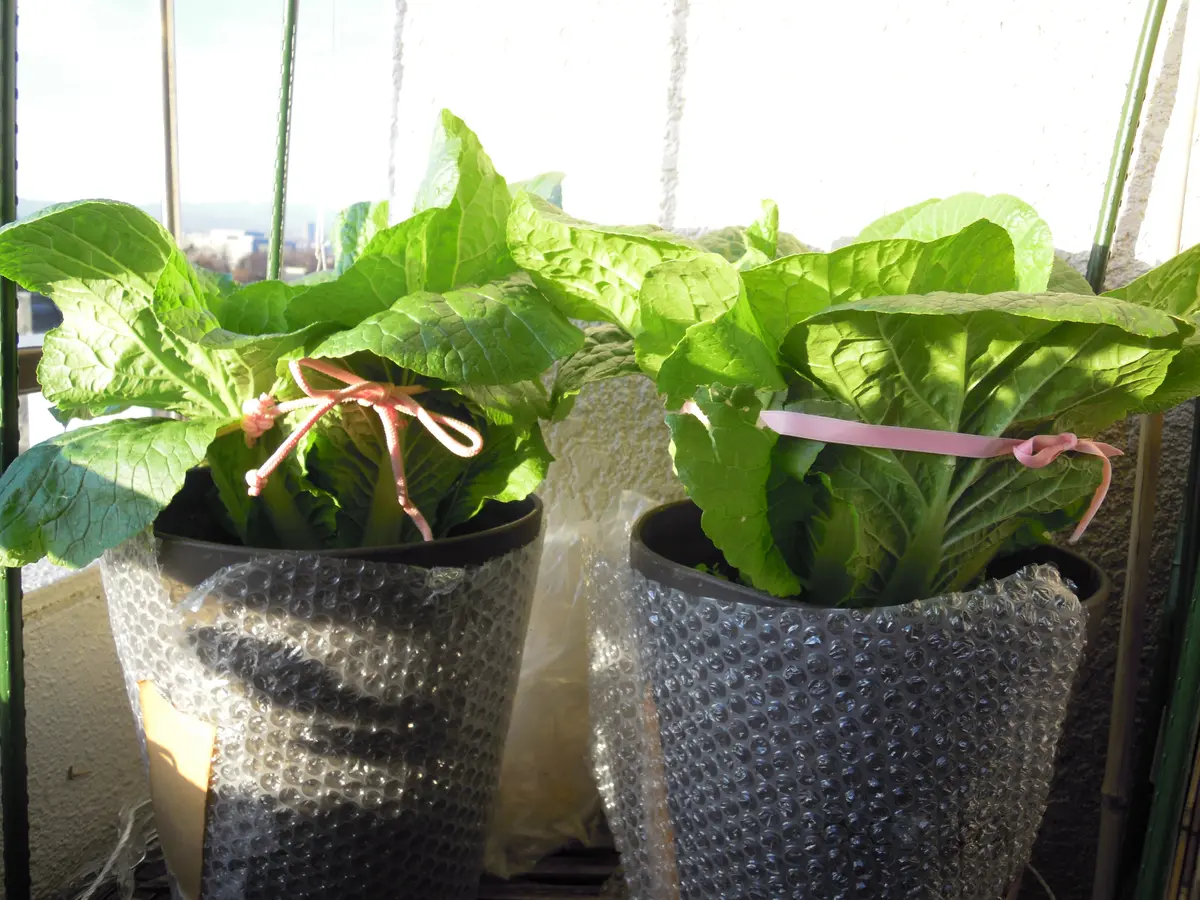 11月中旬〜1月末 徳島県阿波市 ミニ白菜『ミルフィ〜菜』２個大畑大介商店