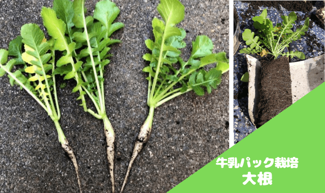 牛乳パックプランターで野菜を育ててみよう！machico防災部特集せんだいタウン情報machico