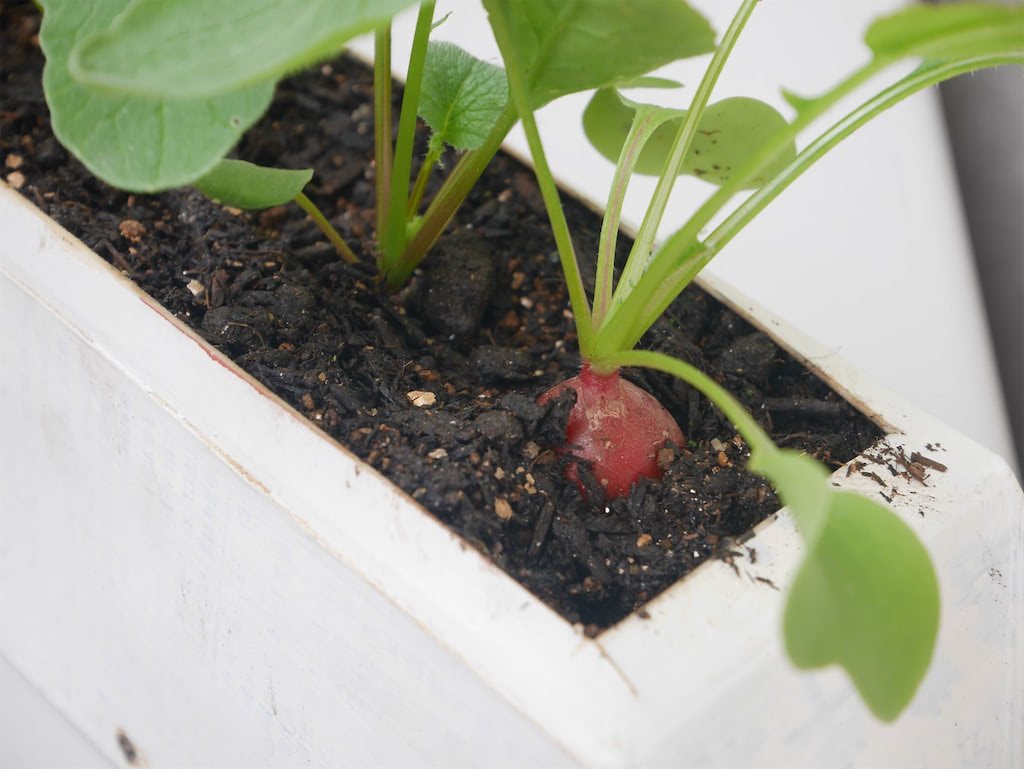牛乳パックを使って室内ラディッシュ栽培に挑戦🌱🍀GreenSnap グリーンスナップ