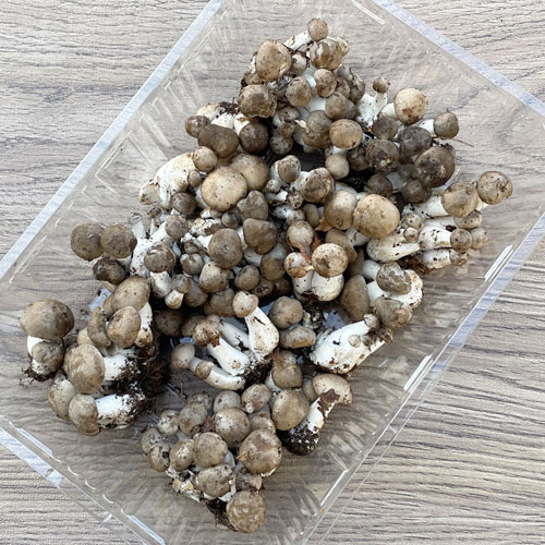 瑞穂農林 京丹波産大黒本しめじ350gG-Callショッピング