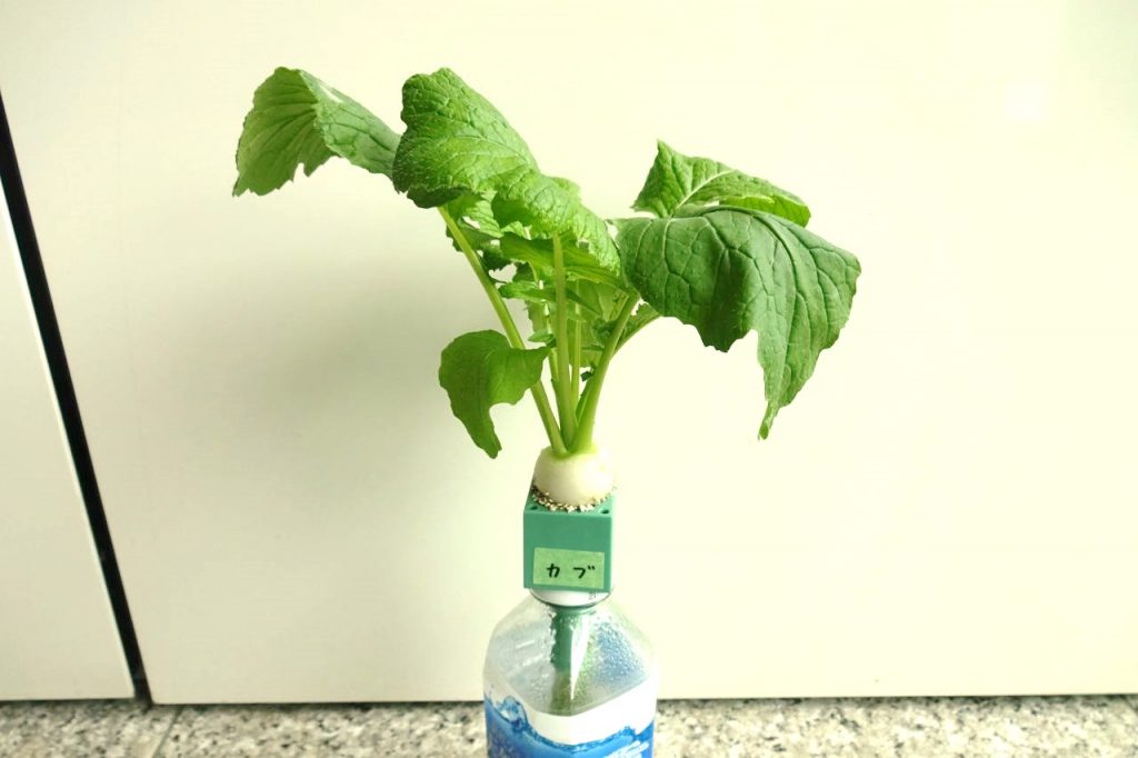 ベランダでパプリカ水耕栽培 収穫 Hydroponic cultivation of paprika on the balconyFromsowing to harvesting- YouTube