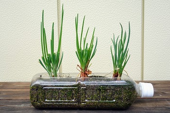 広島県尾道市で特産野菜『わけぎ』の栽培をしているJA尾道市わけぎ部会です！ わけぎのことをもっと知ってもらうべく、公式アカウントを立ち上げました。畑の様子 わけぎレシピ 販売情報 イベント情報 就農者募集などなど発信していきます！ja尾道市尾道市わけぎ