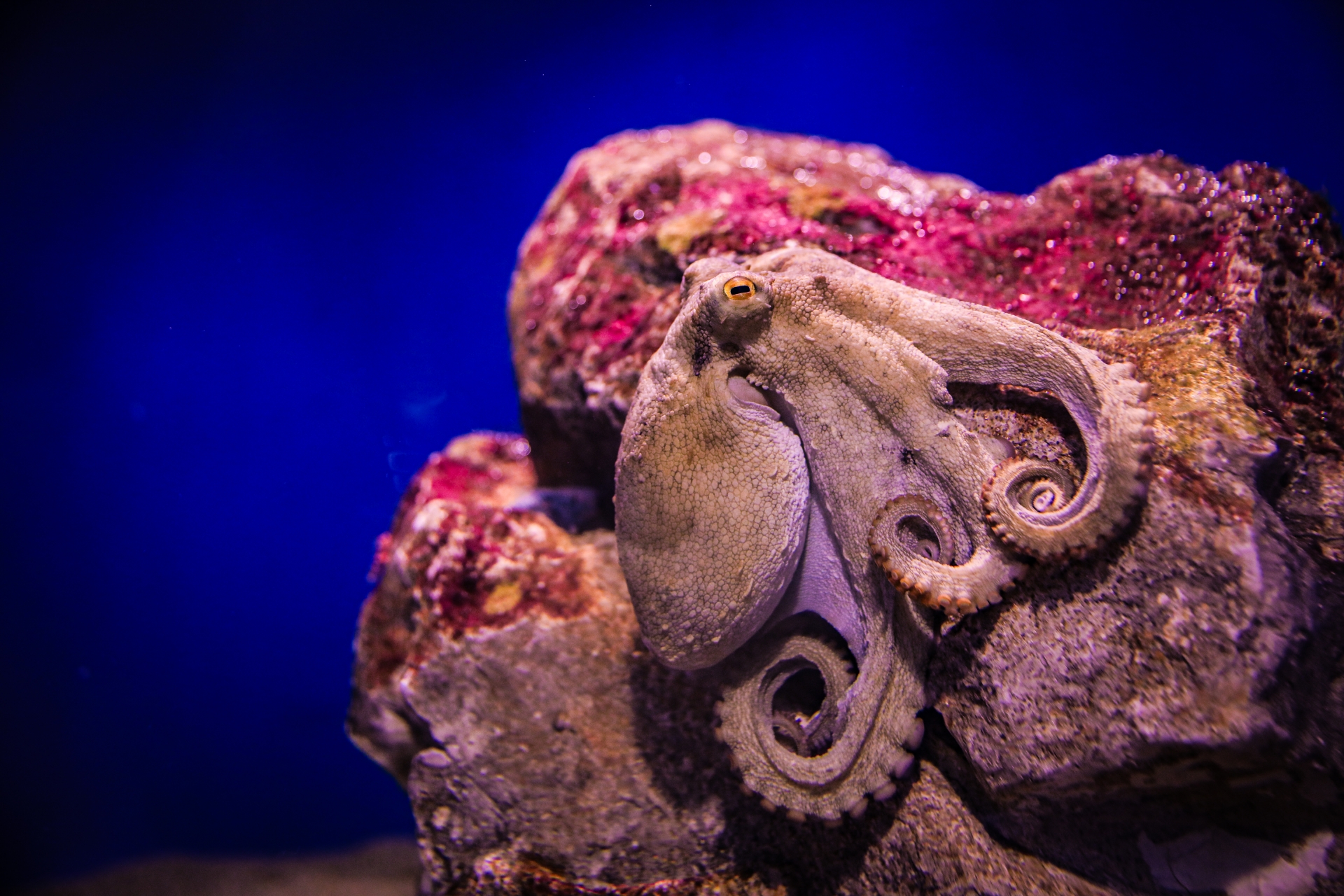 たこ - 魚貝・海そう - 食材 - Y!きっず図鑑