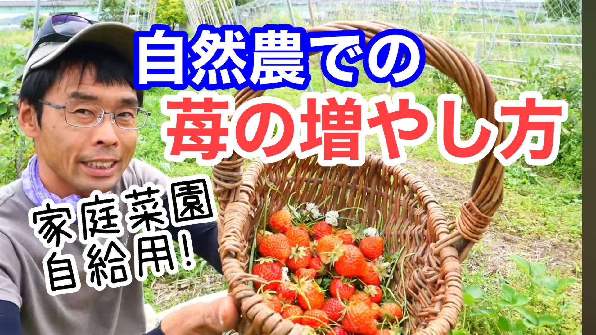 イチゴ 苺 の育て方と栽培のコツ 露地栽培やまむファーム