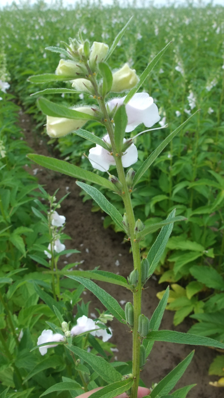 胡麻の花 ごまのはな晩夏 – 季語と歳時記