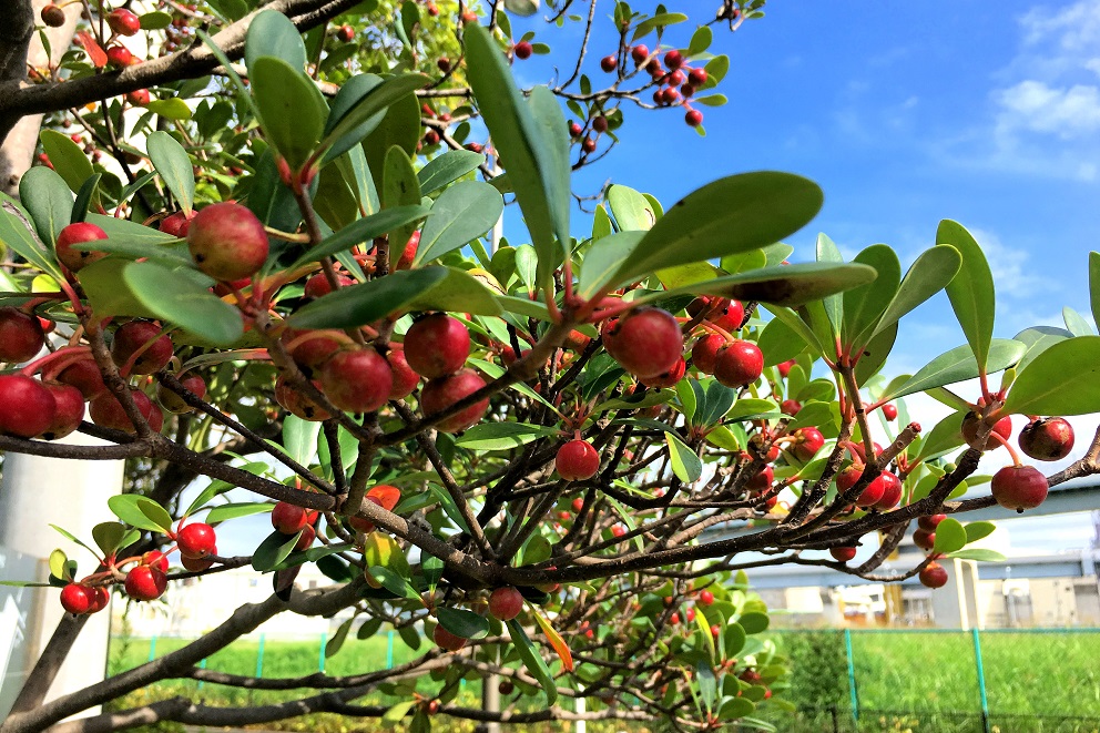 モッコクとトベラ・シャリンバイ・モチノキの違いは？似た種類の見分け方を解説！モッコクは生物界でも珍しい「雄花両性花異株」だった！？果実は鳥を騙していた！？Ecological Notes Web