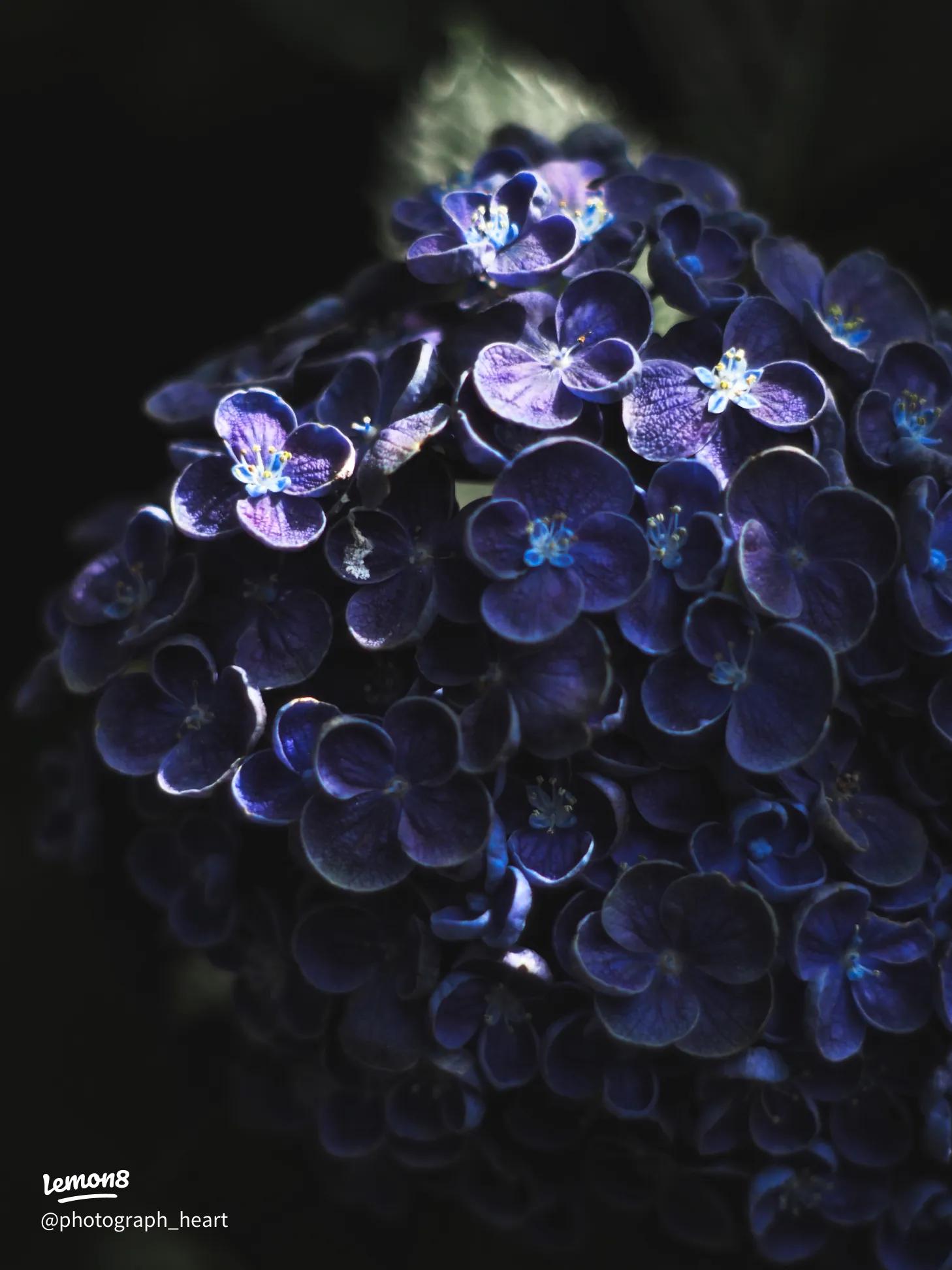 おたふく紫陽花 ポップコーン の通販 by みーにゃん's shopラクマ