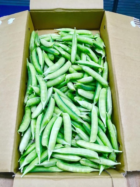 えんどう豆って？？味の兵四郎 ひょうしろう 公式通販サイト