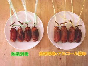 干し柿の作り方を見て人生初の干柿づくり♪♪ 熱湯消毒、焼酎スプレー、柿縄 etc - 村内伸弘のブログが好き😍
