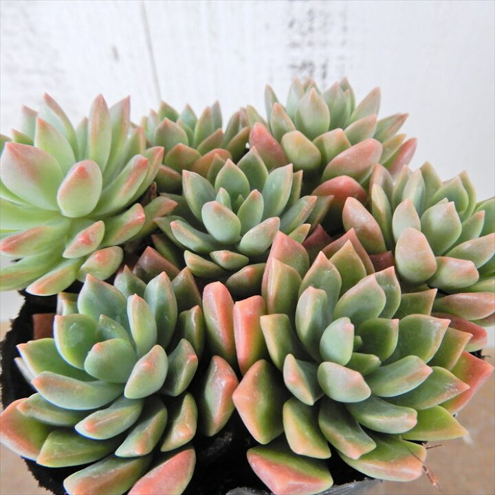 楽天市場 多肉植物 エケベリア マッコス 7.5cmポット 観葉植物 インテリア tut : レイテストプランツ