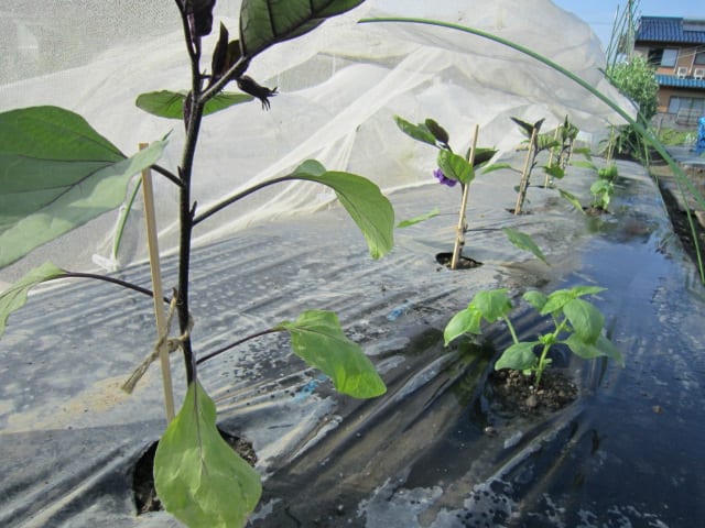 果菜類と一緒に育てるコンパニオンプランツタキイネット通販